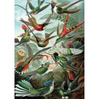 Puzzle 1000 pièces Haeckel - Colibris