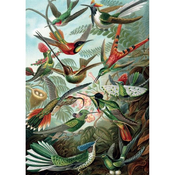Puzzle 1000 pièces Haeckel - Colibris